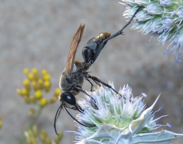 Sphecidae: maschio di Sphex leuconotus